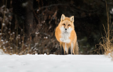 Red fox in the snow