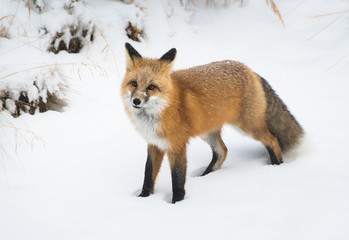 Red fox in the snow