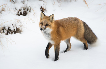 Red fox in the snow