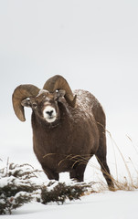 Bighorn ram in the snow