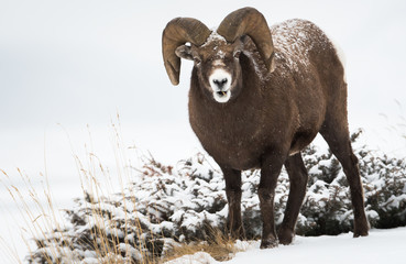Bighorn ram in the snow