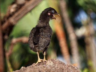 black chick calling his mother