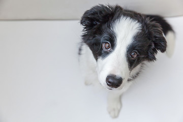 Naklejka na ściany i meble Funny studio portrait of cute smilling puppy dog border collie isolated on white background. New lovely member of family little dog gazing and waiting for reward. Pet care and animals concept