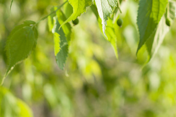 wooden table with green background