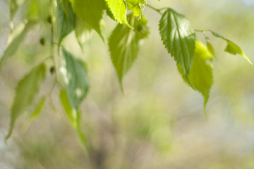 wooden table with green background