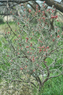 West Texas Pencil Cholla Cactus, Cylindropuntia leptocaulis with bright red rip fruit