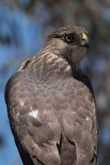 Cooper's hawk