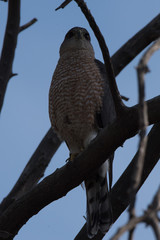 Cooper's hawk