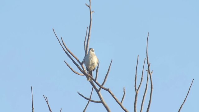 Mockingbird perching on tree
