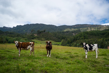 Fototapeta na wymiar three cows 
