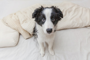 Funny portrait of cute smilling puppy dog border collie lay on pillow blanket in bed. New lovely member of family little dog at home lying and sleeping. Pet care and animals concept