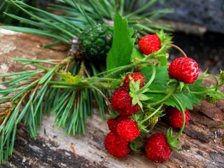 Summer berries topic: Ripe red strawberries bunch of lies on a pine log in the forest