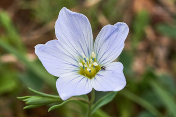 Wild Texas wildflower, Linum pratense, Meadow Flax
