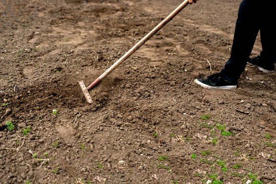 gardener plow wet soil with a rake b