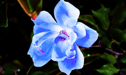 flowers5