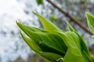 close up photo of a young fresh green leaf of a sapling b
