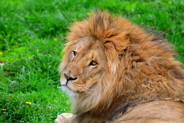 Naklejka na ściany i meble Male lion on a green grass
