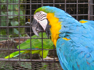 Close-up of the head of a blue-and-yellow macaw with grill in the background.