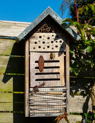 Wespe an einem verwitterten Insektenhotel im Frühling