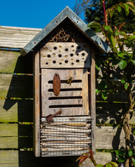 Wespe an einem verwitterten Insektenhotel im Frühling