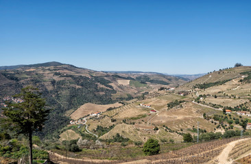 Fototapeta premium Douro Valley, wineyard around the Douro River, Portugal