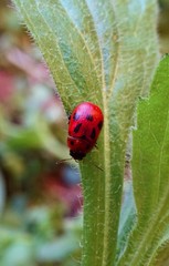 Obraz premium Macro di una coccinella nel bosco. Insetto nella natura.