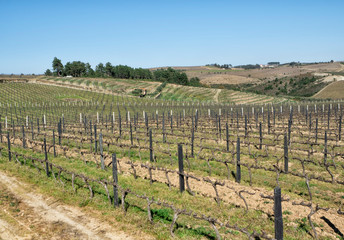 Fototapeta na wymiar Douro Valley, Wine Farm Garden, Portugal