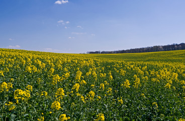 Ponitz / Germany: View over a blooming rapeseed field in Eastern Thuringia in April