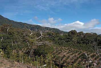 Fototapeta na wymiar Coffee plantation in the highland at Boquete Panama