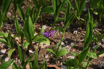 Hyacinth orchid (Bletilla striata)