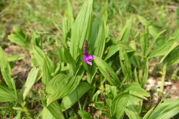 Hyacinth orchid (Bletilla striata)