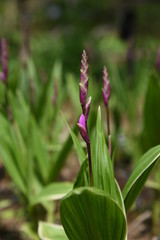 Hyacinth orchid (Bletilla striata)