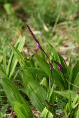 Hyacinth orchid (Bletilla striata)