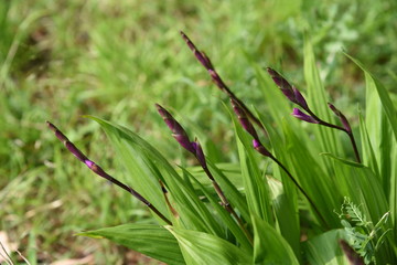 Hyacinth orchid (Bletilla striata)