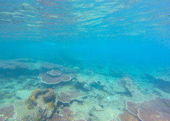 Bleaching Coral Reef of the Perhentian Islands, Malaysia, 2018.