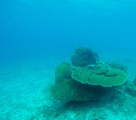 Fototapeta na wymiar Bleaching Coral Reef of the Perhentian Islands, Malaysia, 2018.
