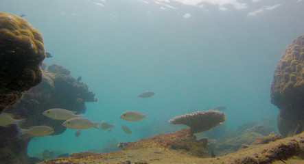 Obraz premium Bleaching Coral Reef of the Perhentian Islands, Malaysia, 2018.