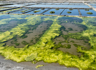 Aveiro Saline - Portugal