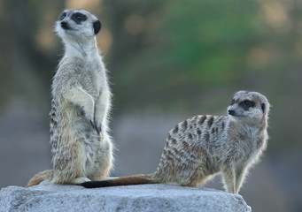 Meerkat sitting on a rock