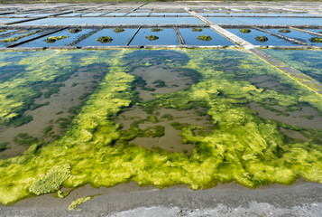 Aveiro Saline - Portugal