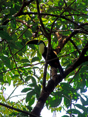 tropical bird, northern Brazil