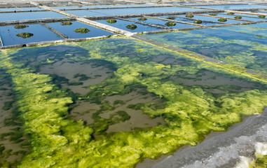 Aveiro Saline - Portugal
