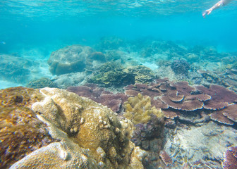 Bleaching Coral Reef of the Perhentian Islands, Malaysia, 2018.