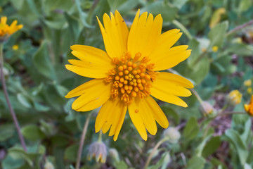 Beautiful wild spring Yellow Sneezweed (Helenium amarum) with green background.