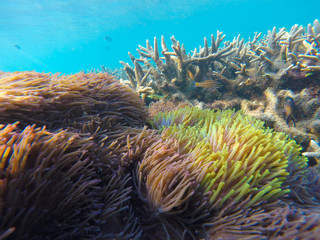 Bleaching Coral Reef of the Perhentian Islands, Malaysia, 2018.