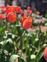 Fototapeta premium Tulips in the Garden