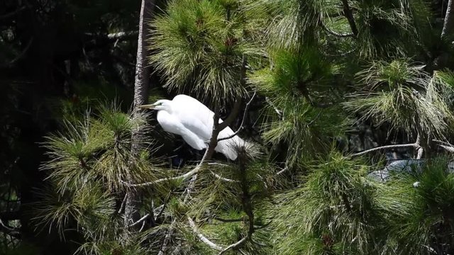 Great Egret, also known as the common egret, perched in a ponderosa pine tree, holding on tight as the wind blows the branches vigorously.