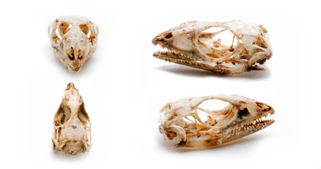 Lizard skull