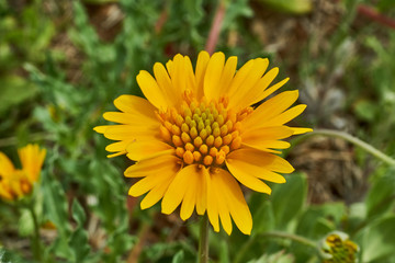 Beautiful wild spring Yellow Sneezweed (Helenium amarum) with green background.