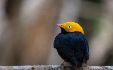 Golden-headed Manakin
